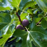 Wild Fig