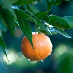 Sweet Clementine