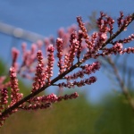 Delicate Tamarisk