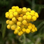 Sublime Immortelle