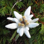 Noble Edelweiss