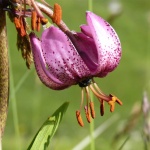 Magnificent Martagon Lily