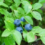 Exquisite Blueberries