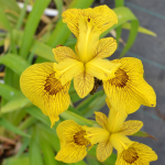 Ephemeral Iris