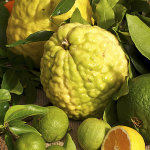 Corsica Citron