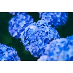 Somptueux Hortensia