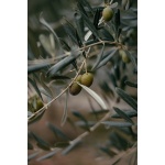 Fleur d'Olive
