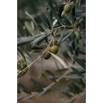 Olive Flower